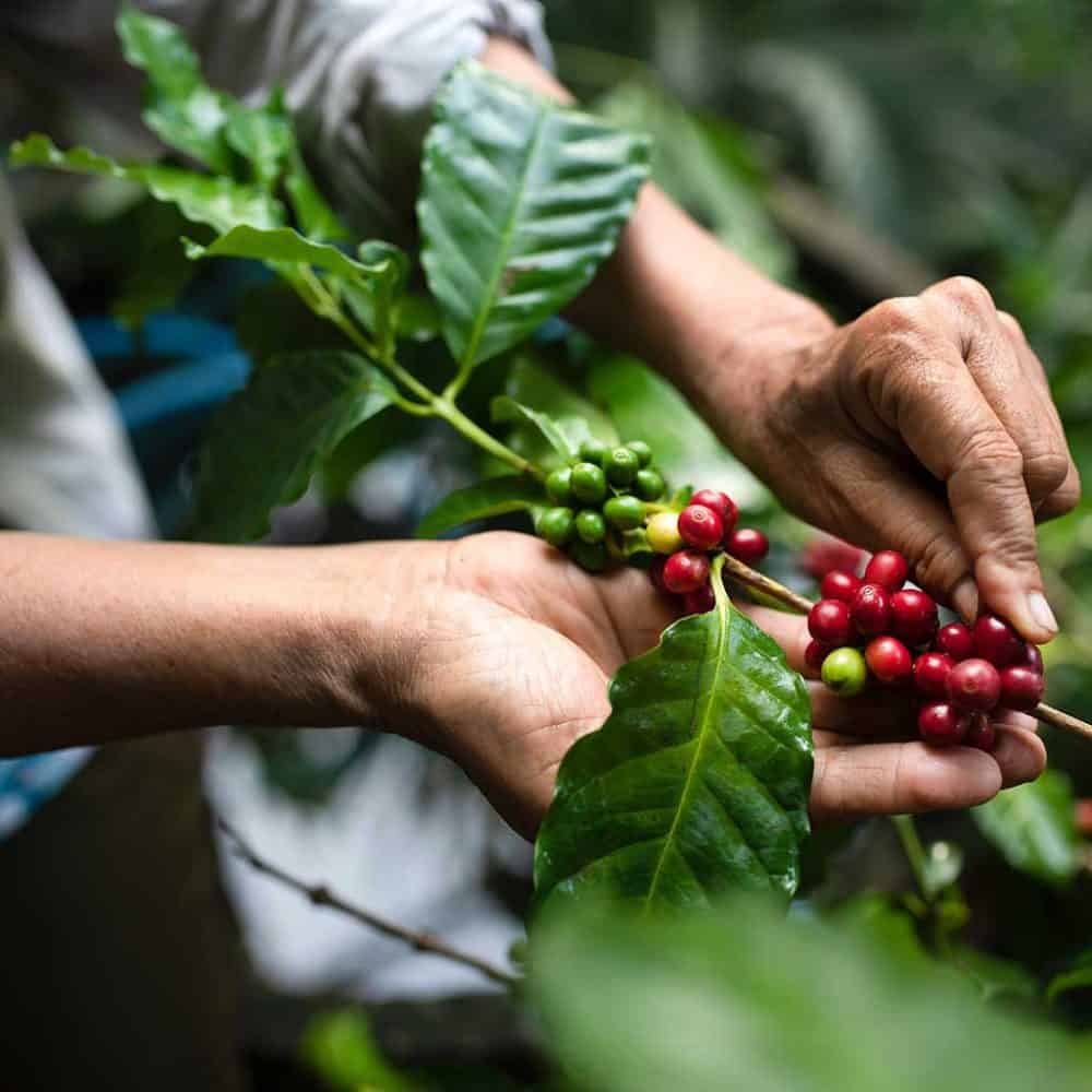 coffee beans