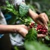 coffee beans