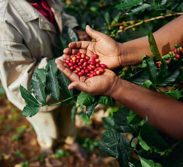 Sustainable Coffee